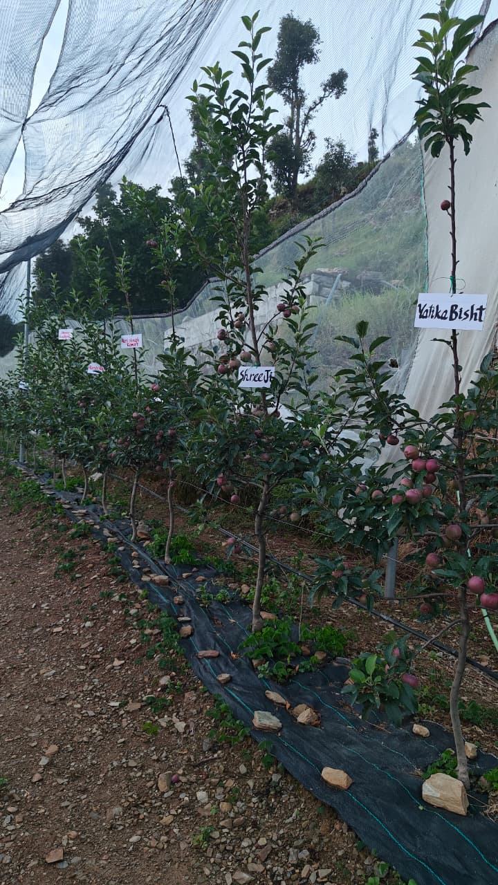 Adopt A Tree Campaign